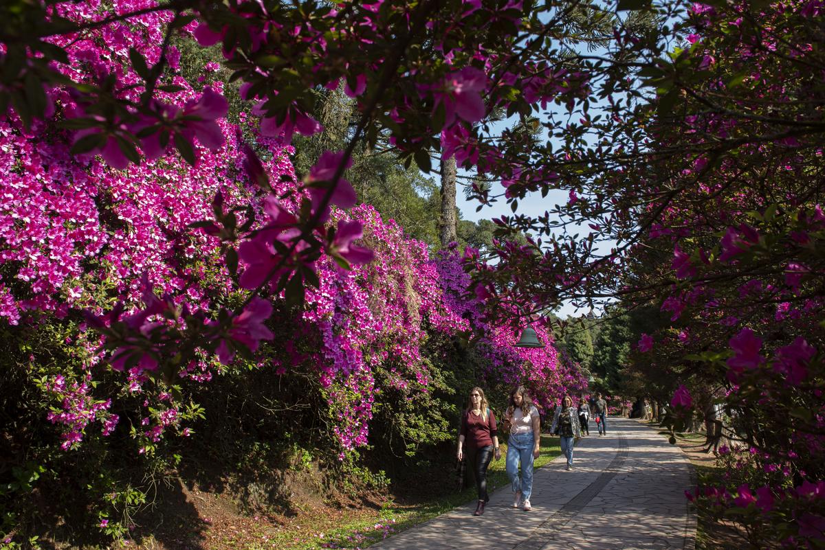 Família feliz caminhando com seu cachorro pelas ruas floridas de Gramado, exemplificando um ambiente pet-friendly.